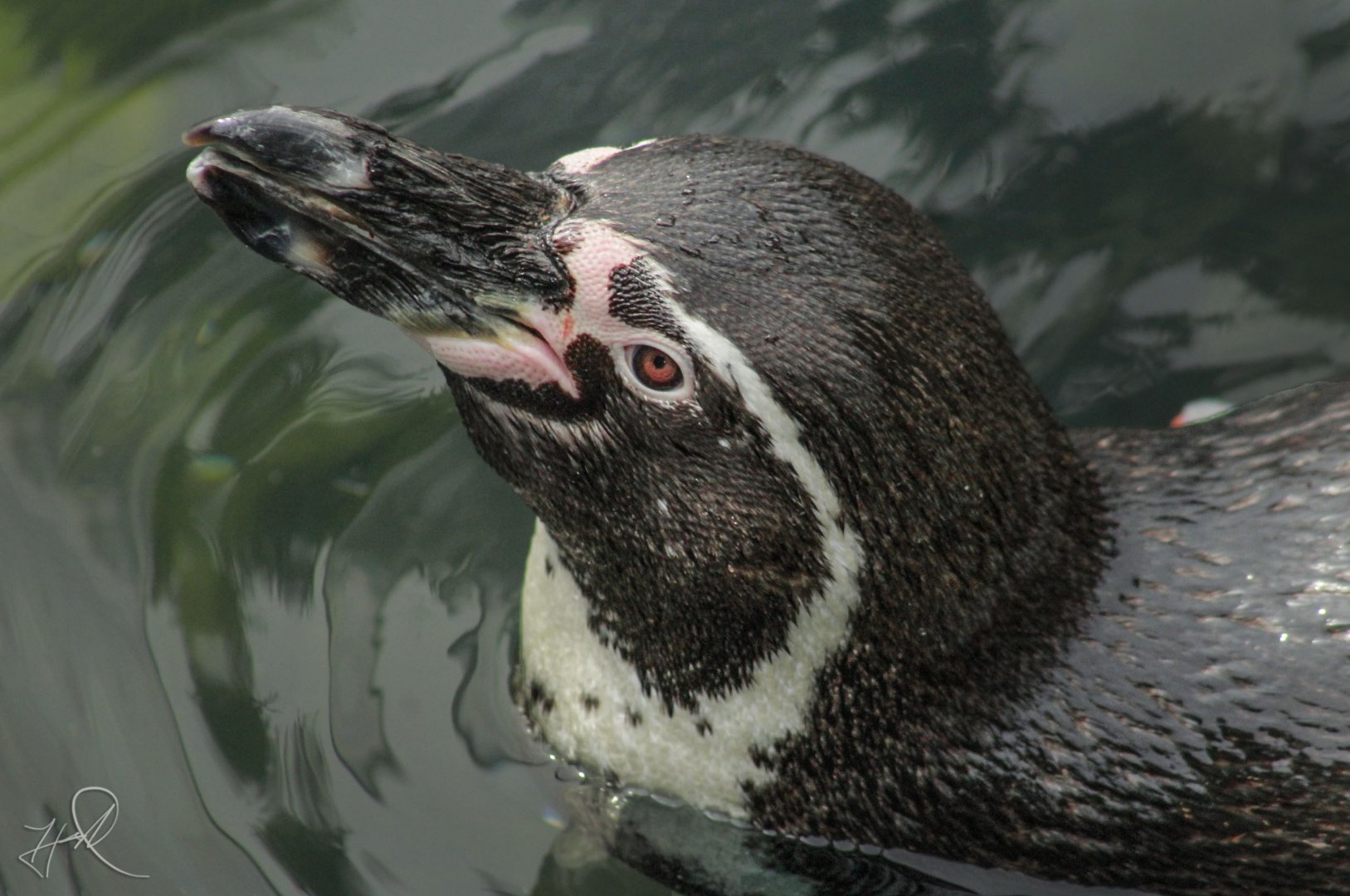 Jun. 2017 - Penguin Point - Humboldt Penguin