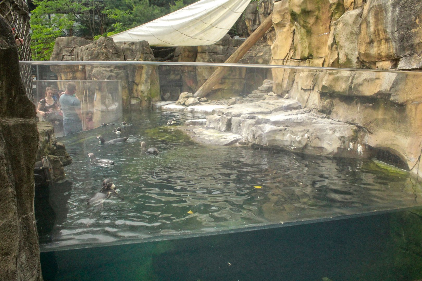 Jun. 2017 - Penguin Point - Underwater Viewing