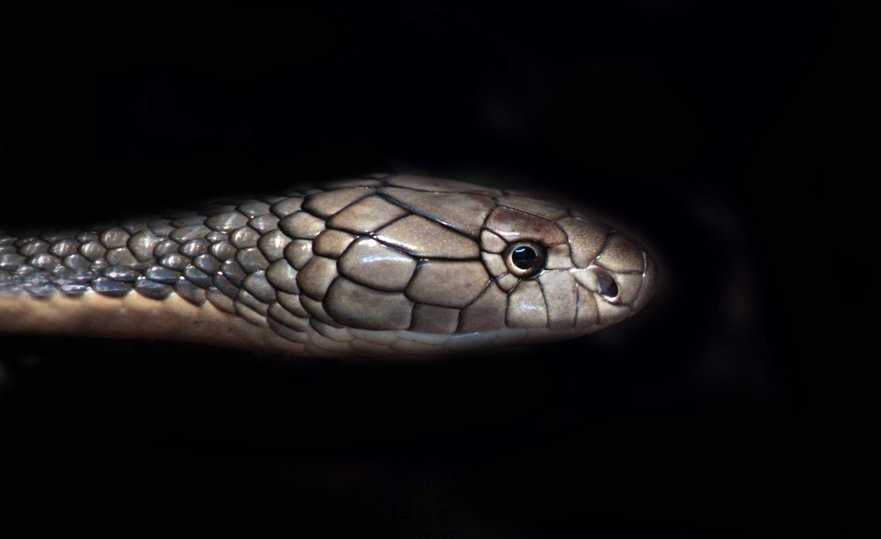 Jun. 2017 - Reptile House - King Cobra
