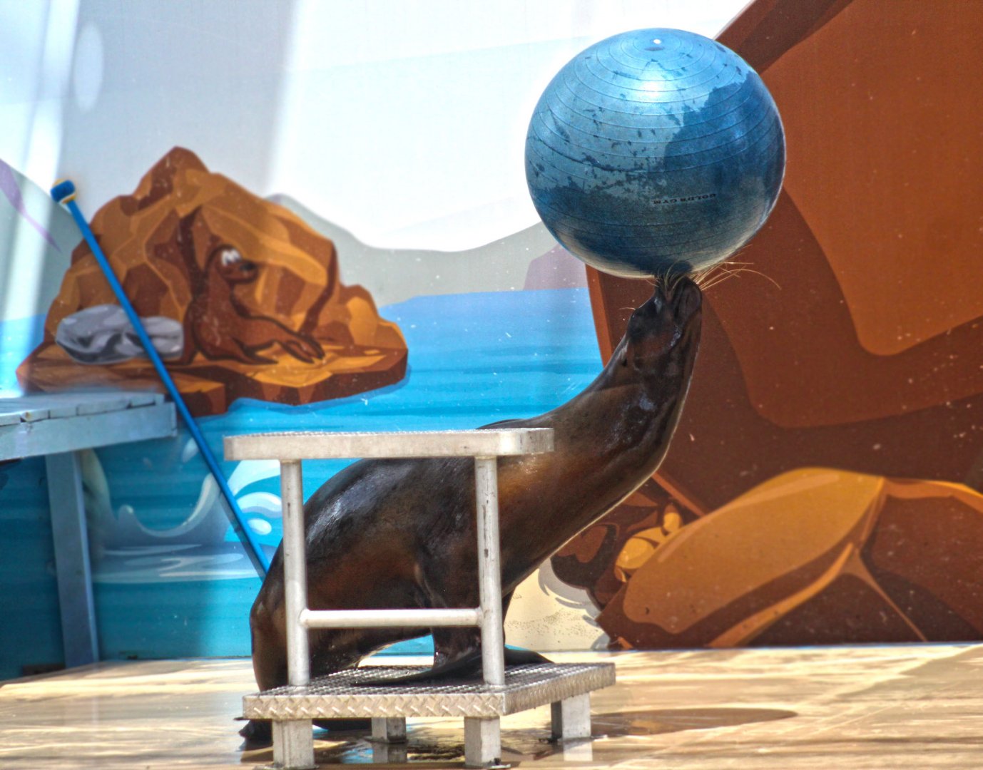 Jun. 2017 - Sea Lion Splash - Ball Balance