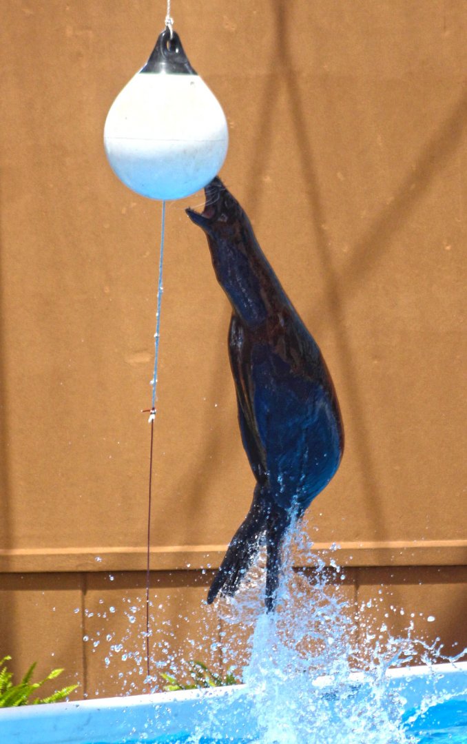 Jun. 2017 - Sea Lion Splash - Jump Demonstration