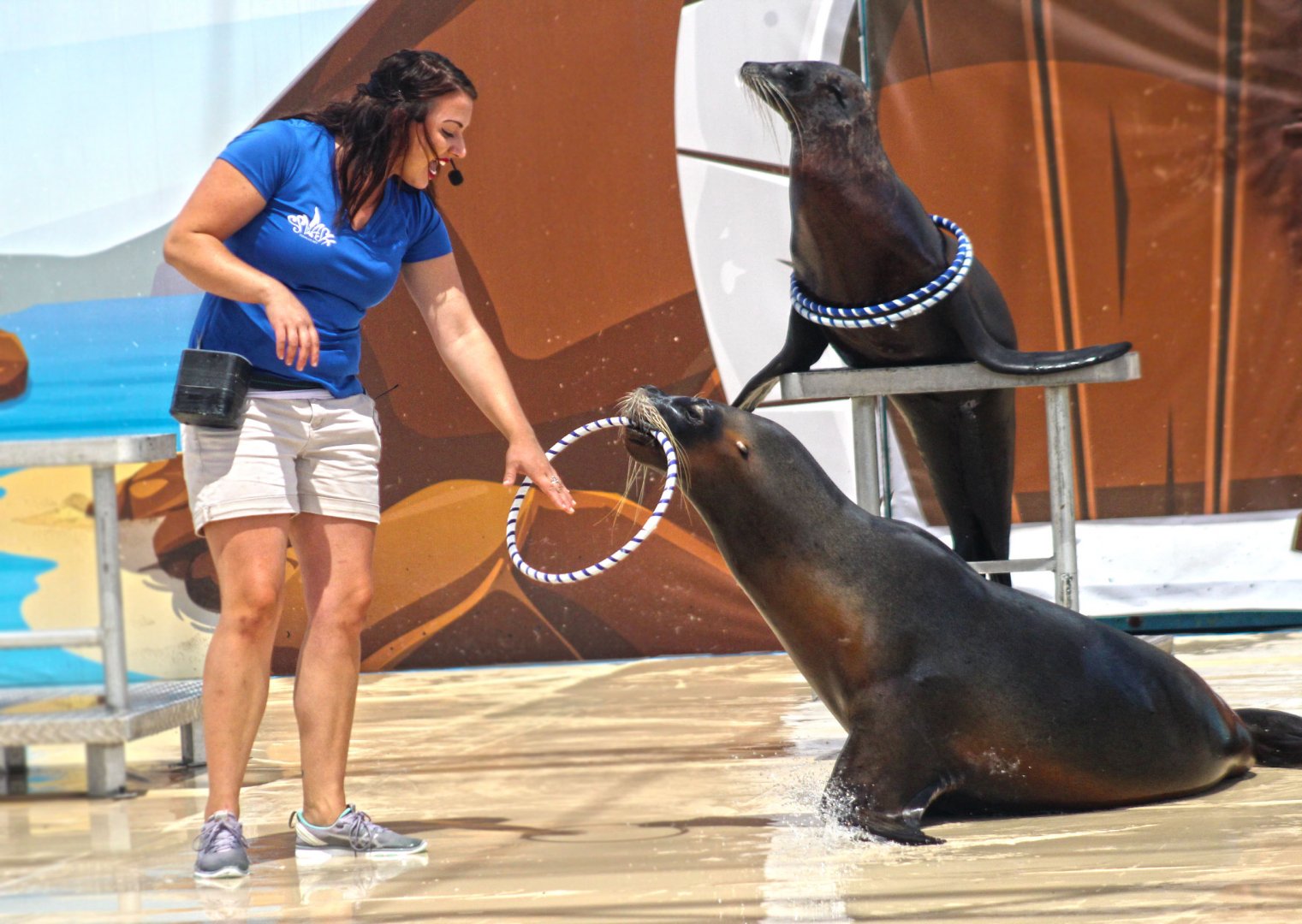 Jun. 2017 - Sea Lion Splash - Ring Toss
