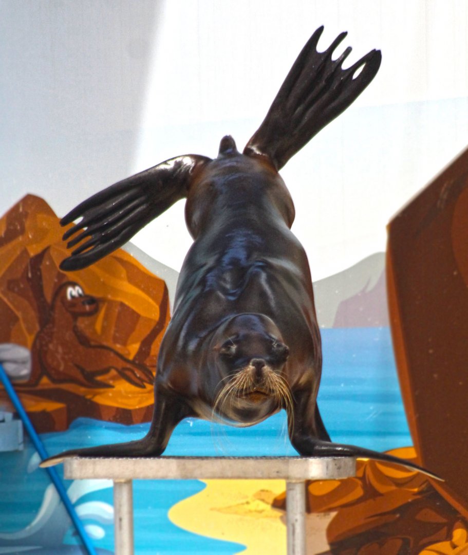 Jun. 2017 - Sea Lion Splash