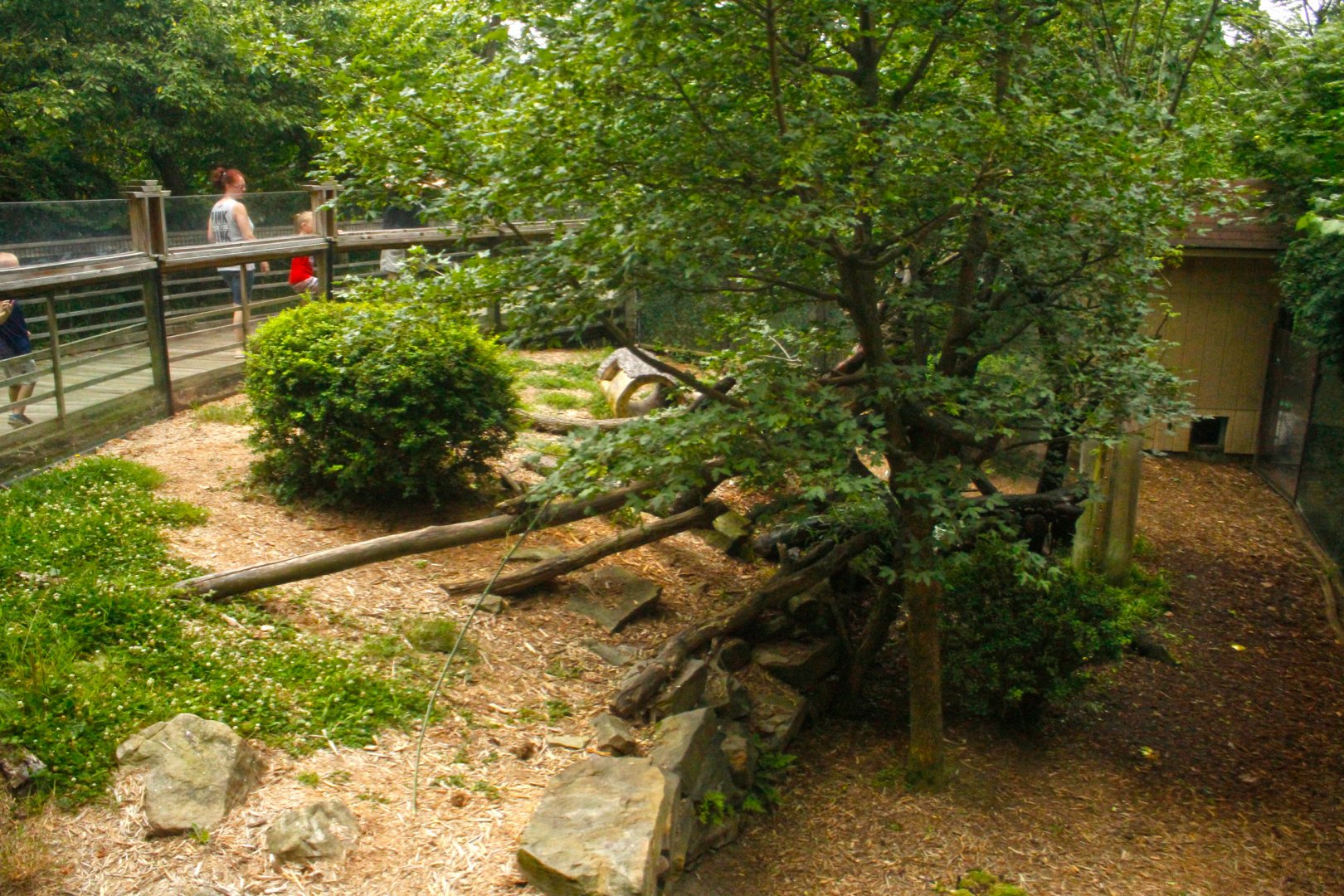 Jun. 2017 - Tiger Valley - Red Panda Exhibit