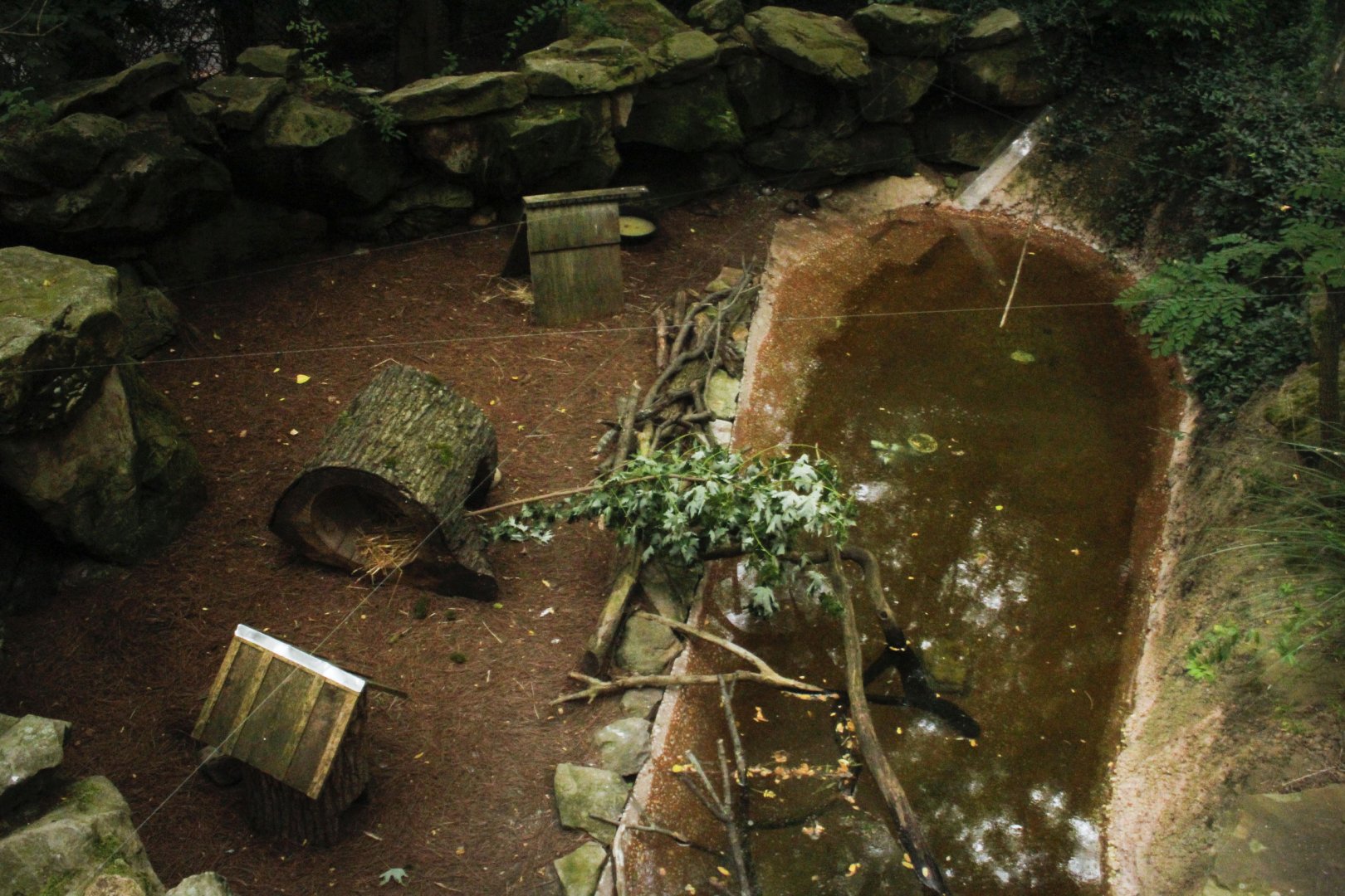 Jun. 2017 - Tiger Valley - Smew + Blue-winged Teal Exhibit