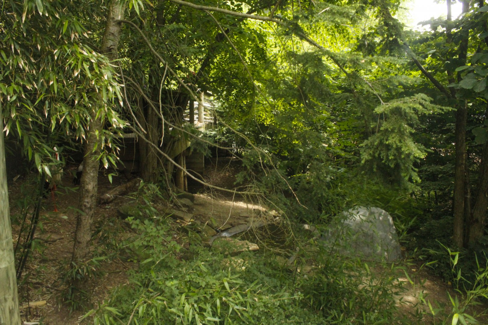 Jun. 2017 - Tiger Valley - White Stork Exhibit