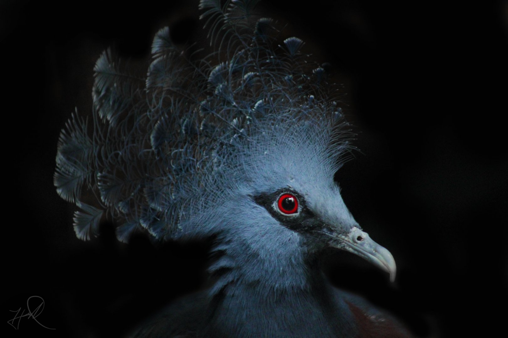 Jun. 2017 - Wings Of The World - Victoria Crowned Pigeon