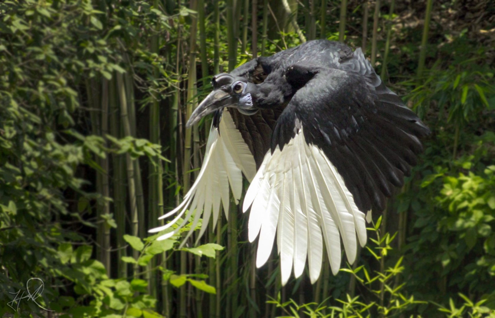 Jun. 2017 - Wings Of Wonder - Abyssinian Ground Hornbill