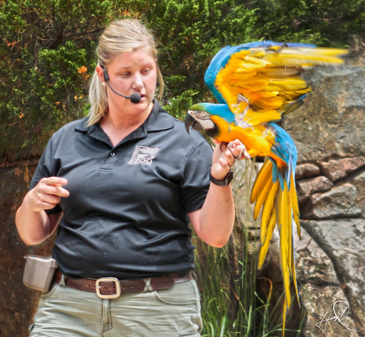 Jun. 2017 - Wings Of Wonder - Blue-and-Gold Macaw
