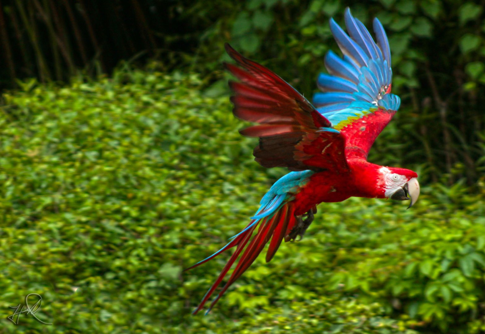Jun. 2017 - Wings Of Wonder - Green-winged Macaw