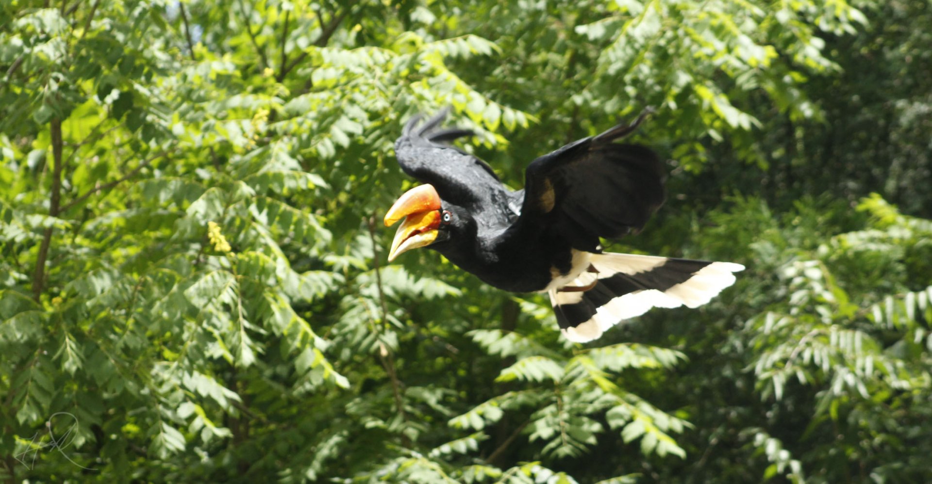 Jun. 2017 - Wings Of Wonder - Javan Rhinoceros Hornbill