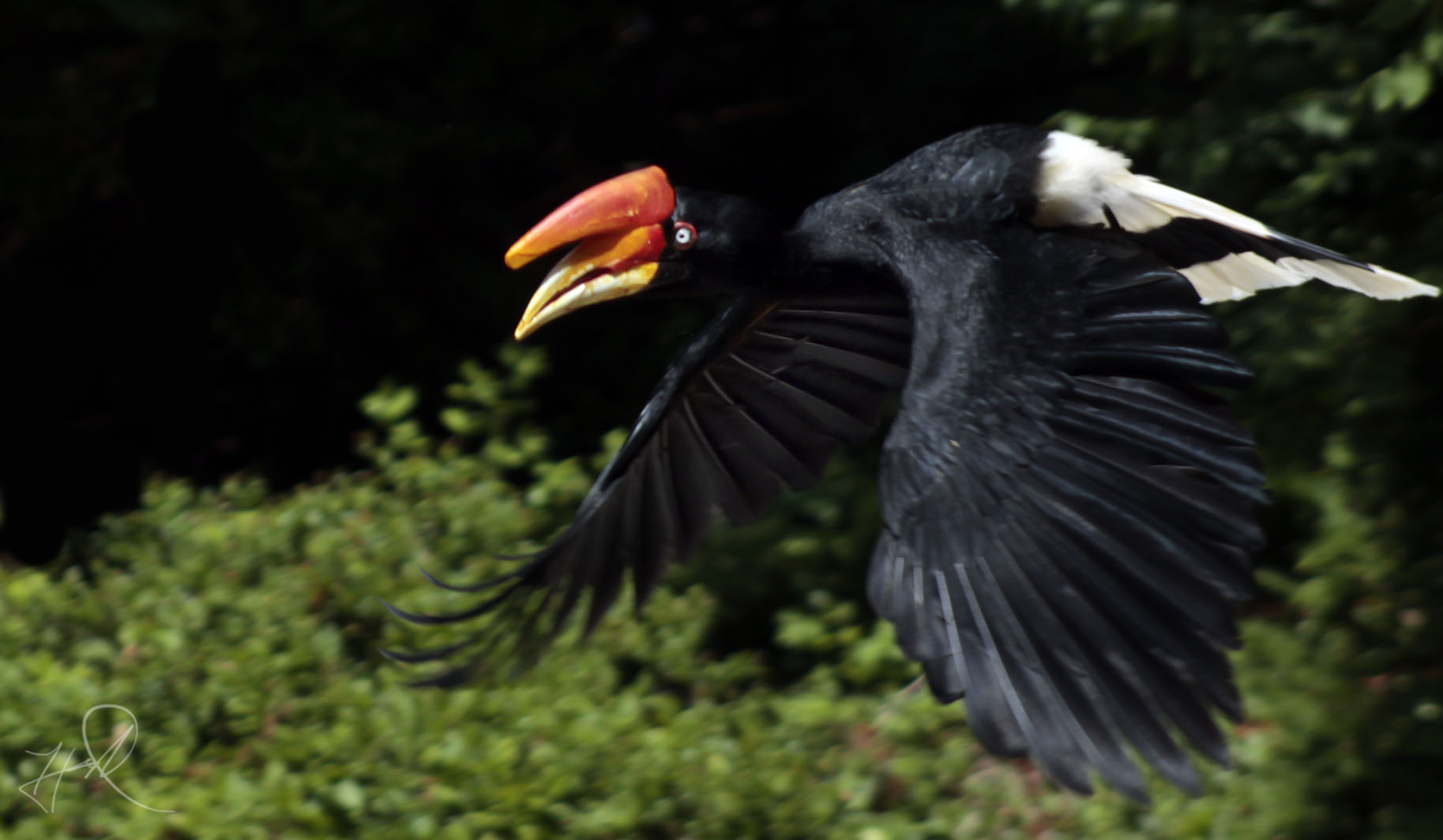 Jun. 2017 - Wings Of Wonder - Rhinoceros Hornbill