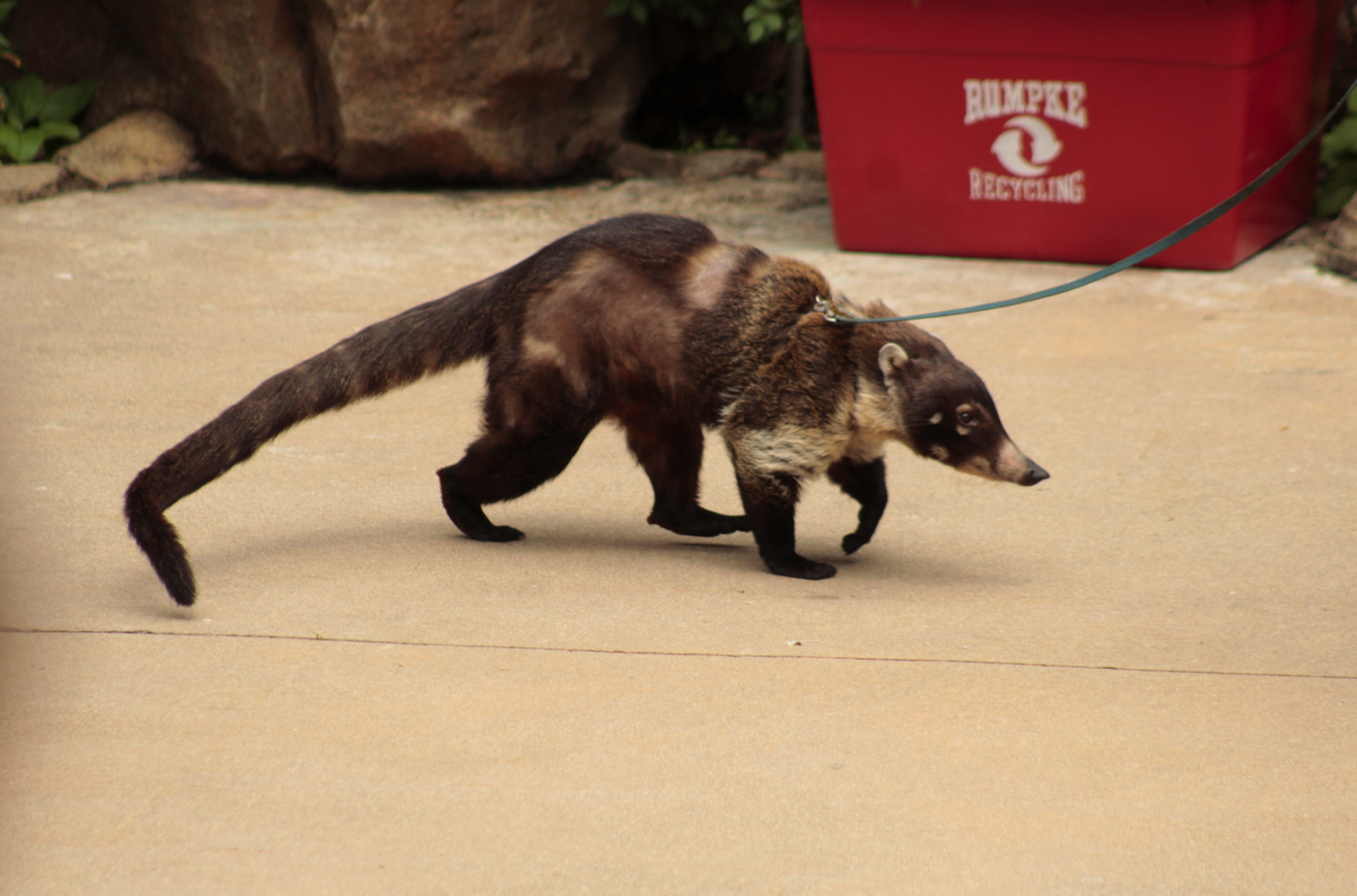 Jun. 2017 - Wings of Wonder - Watson