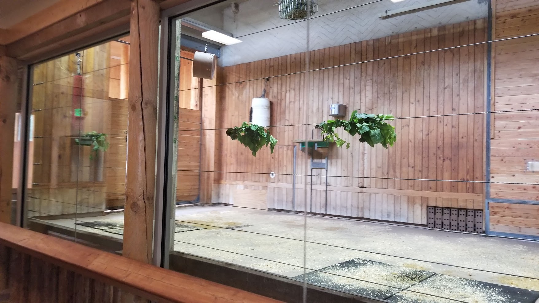 Jun. 2018 - African Grasslands - Indoor Masai Giraffe Facility