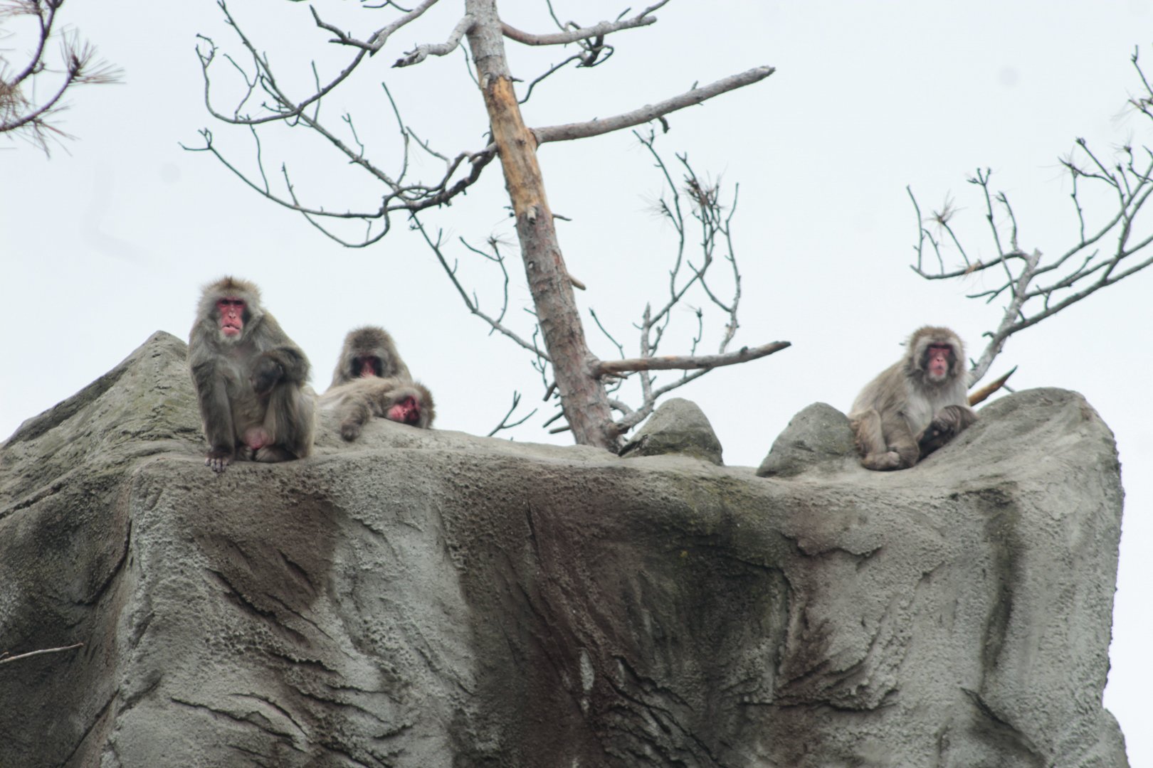 Jun. 2018 - African Grasslands - Japanese Macaques