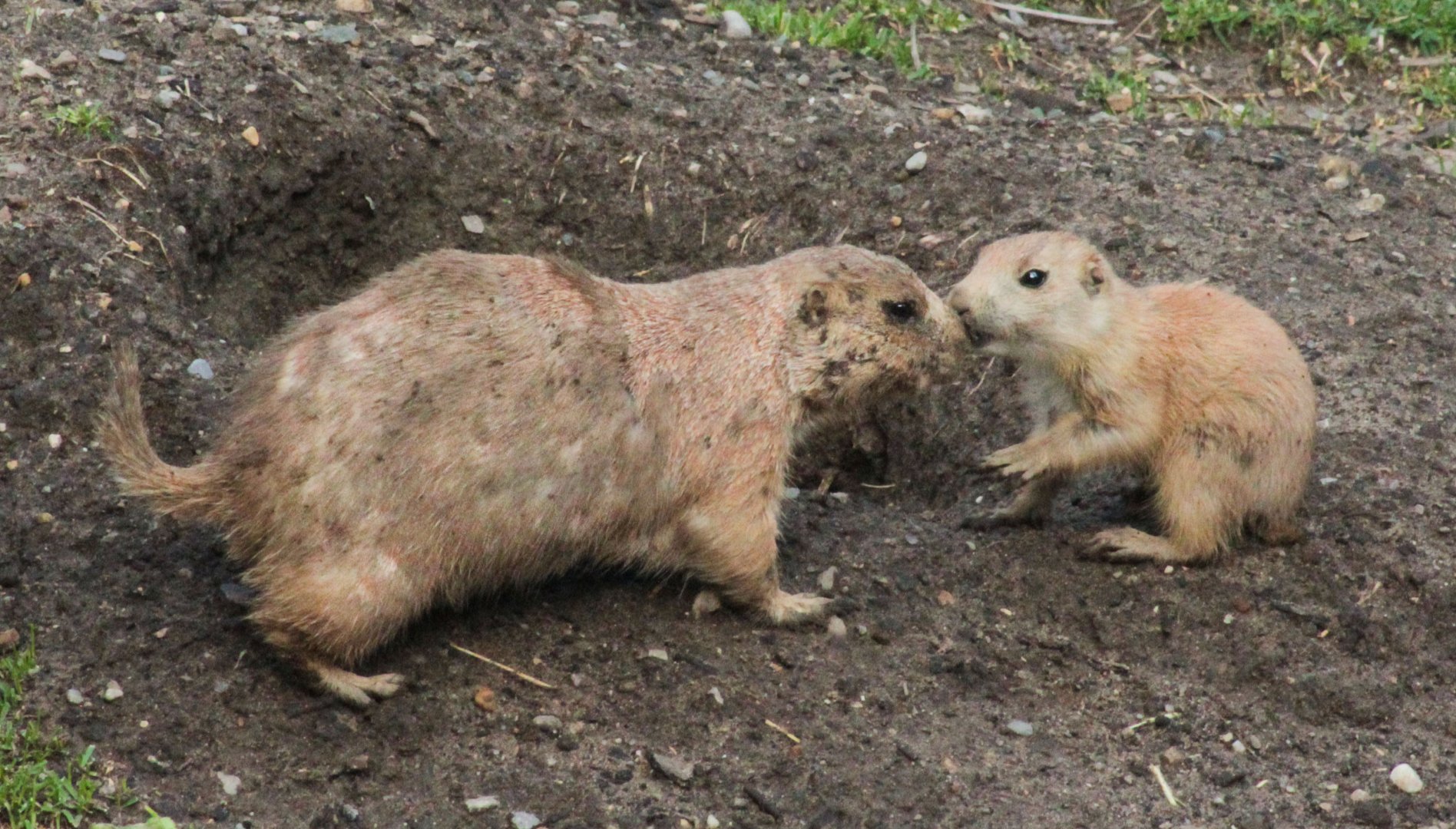 Jun. 2018 - American Grasslands - Prairie Dogs