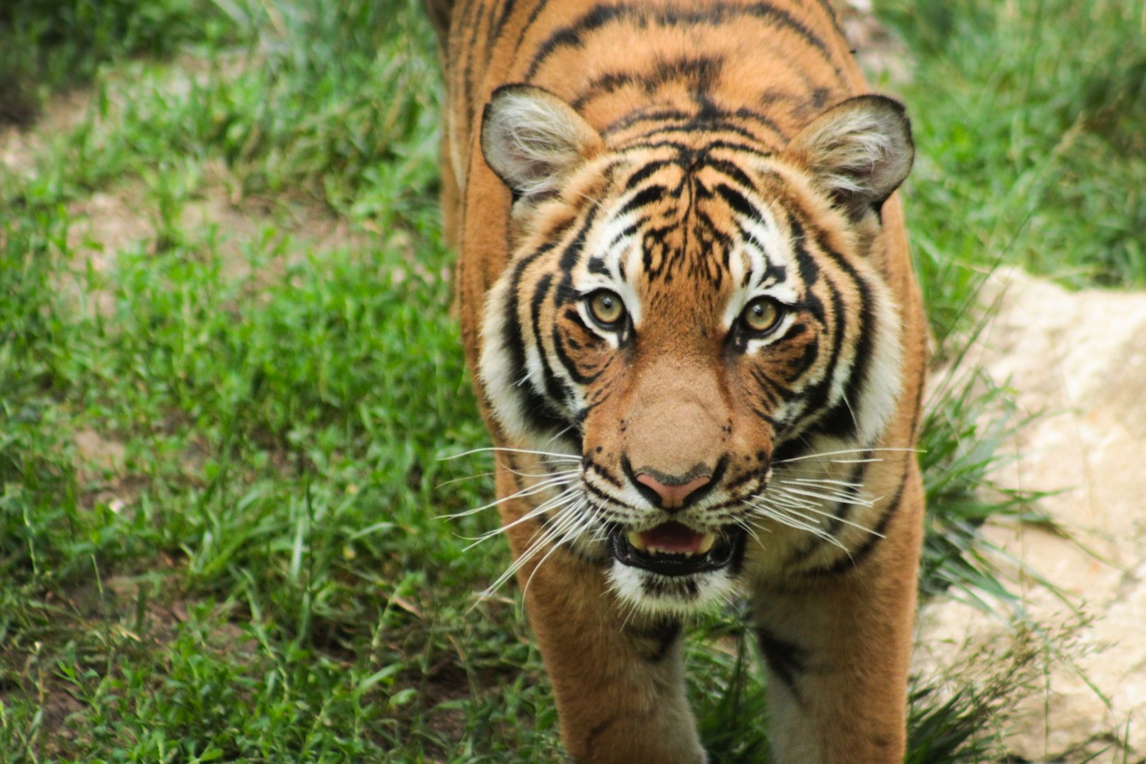 Jun. 2018 - Cat Canyon - Malayan Tiger