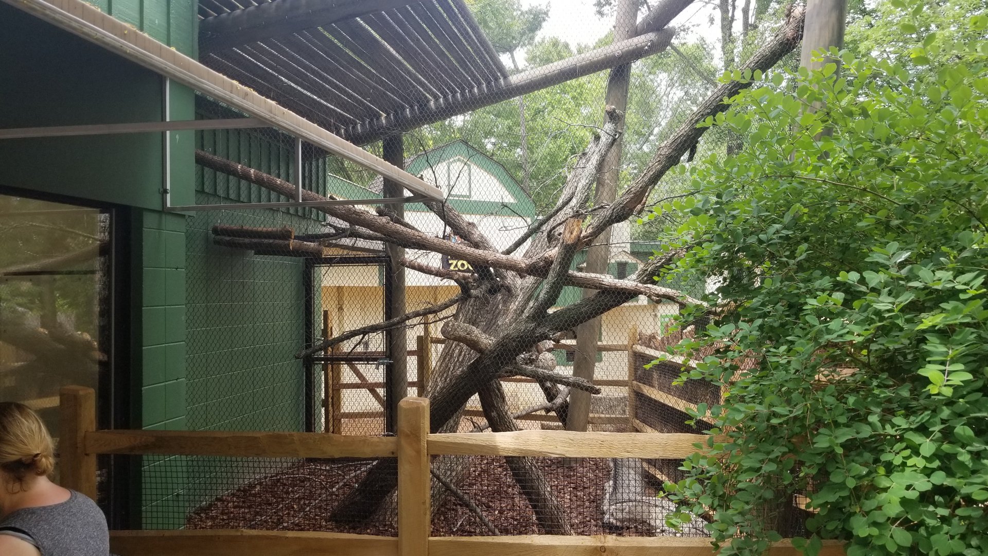 Jun. 2018 - Children's Zoo - New Bearcat Exhibit