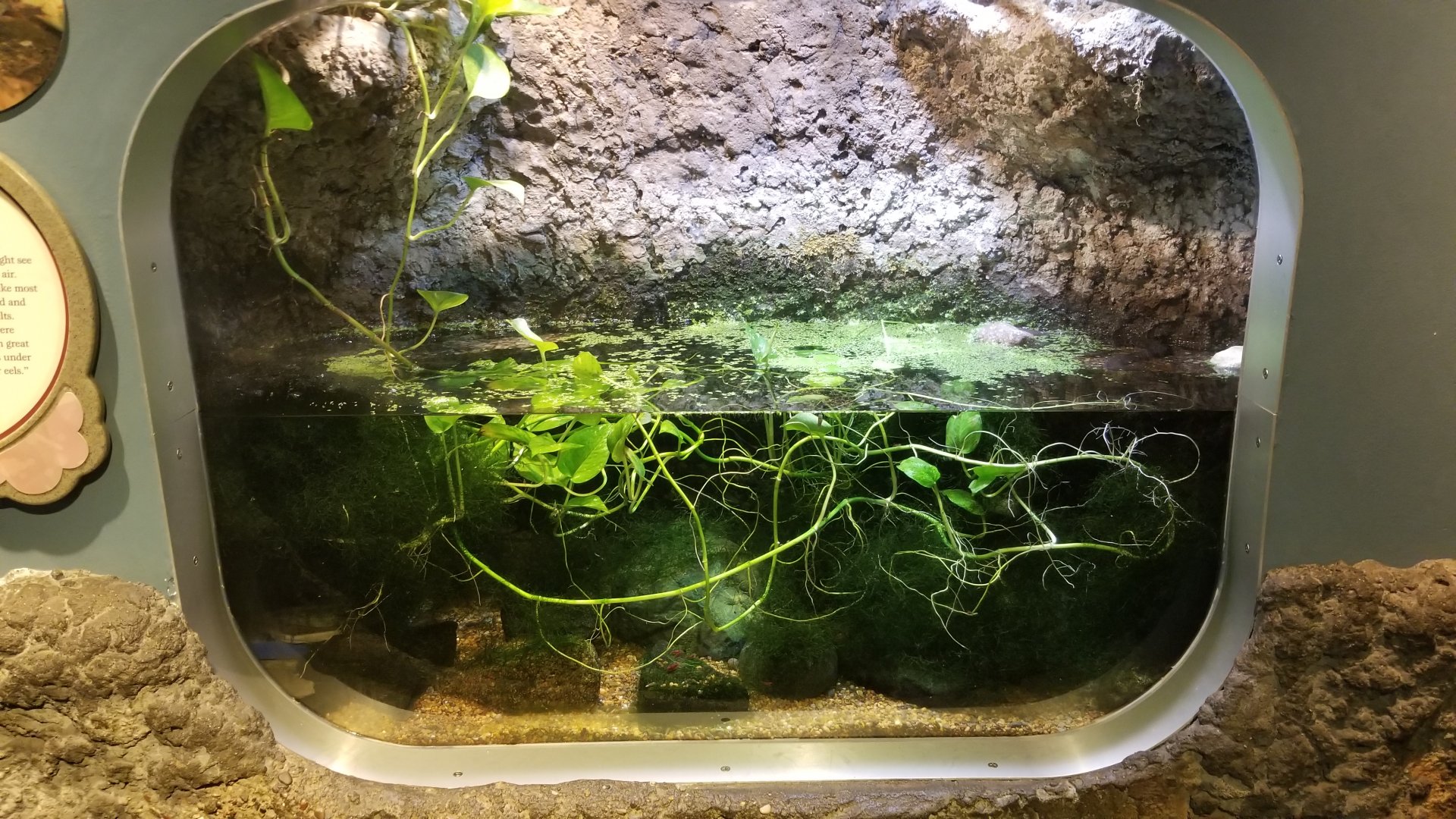 Jun. 2018 - National Amphibian Conservation Center - American Caecilian Exhibit