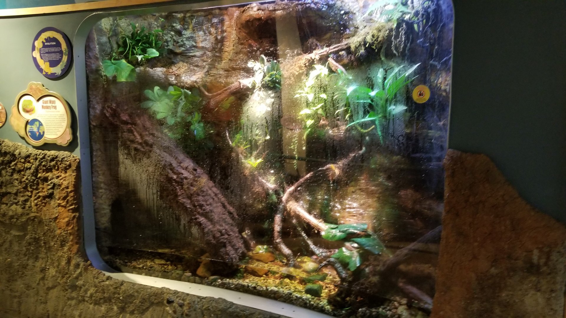 Jun. 2018 - National Amphibian Conservation Center - Giant Waxy Monkey Frog Exhibit