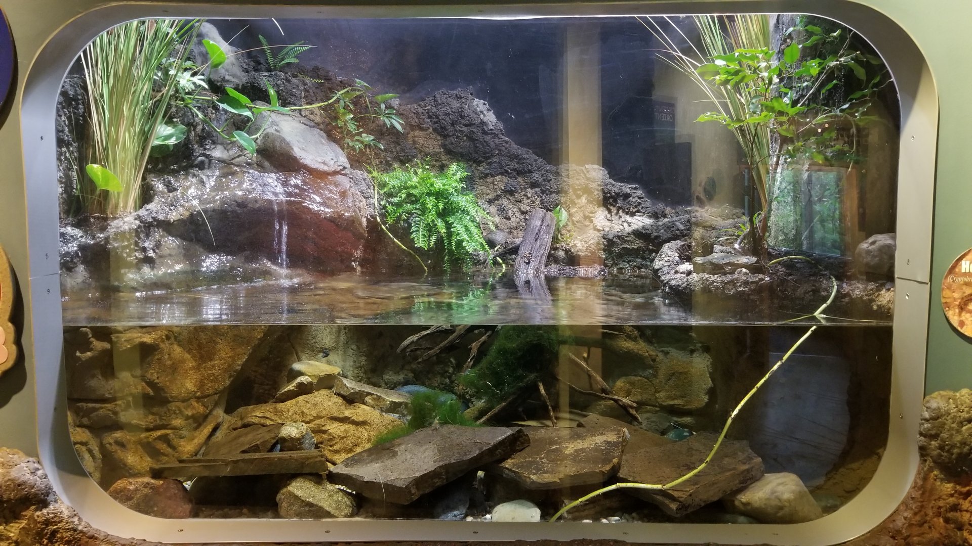 Jun. 2018 - National Amphibian Conservation Center - Hellbender Exhibit