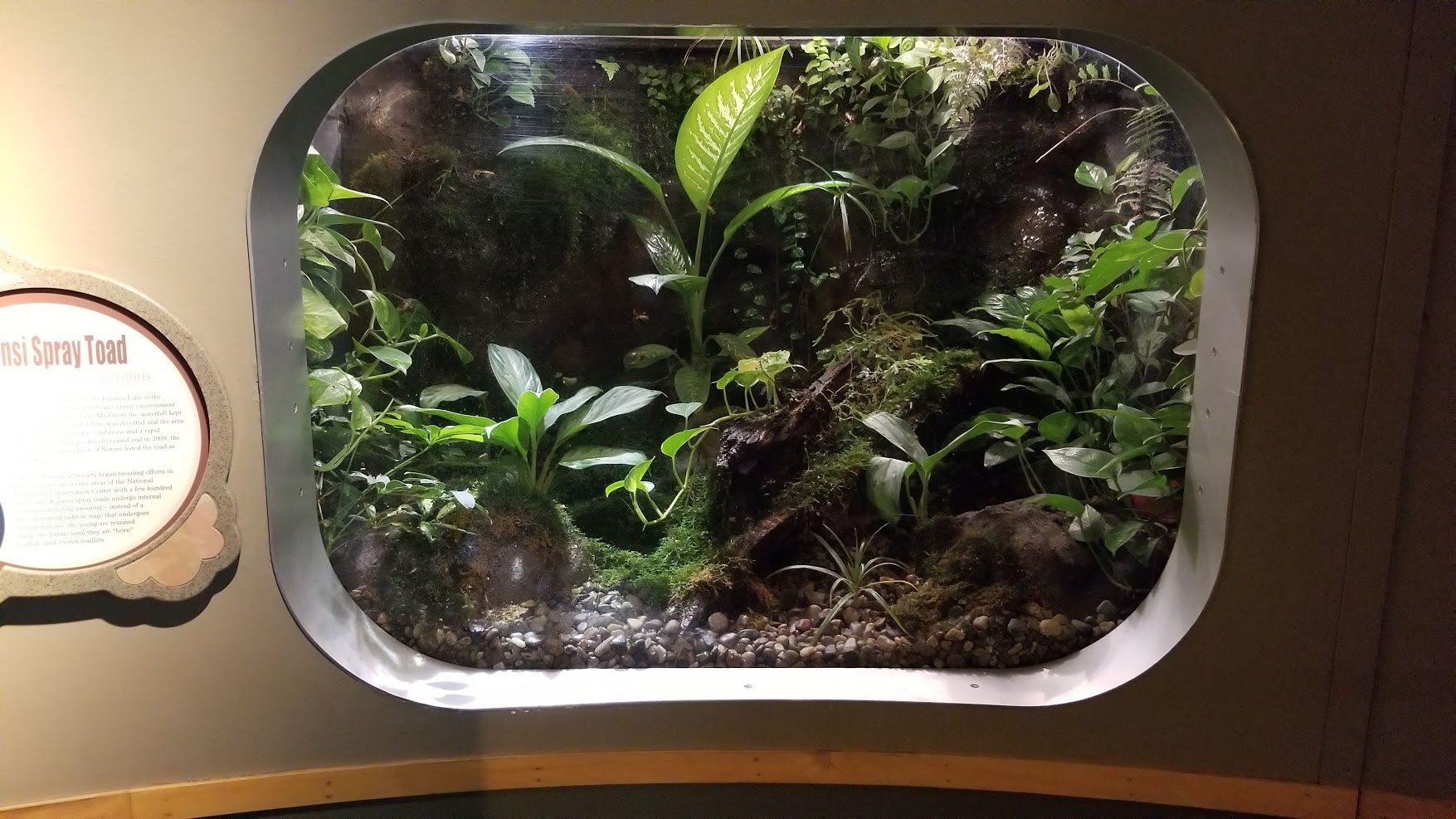 Jun. 2018 - National Amphibian Conservation Center - Kihansi Spray Toad