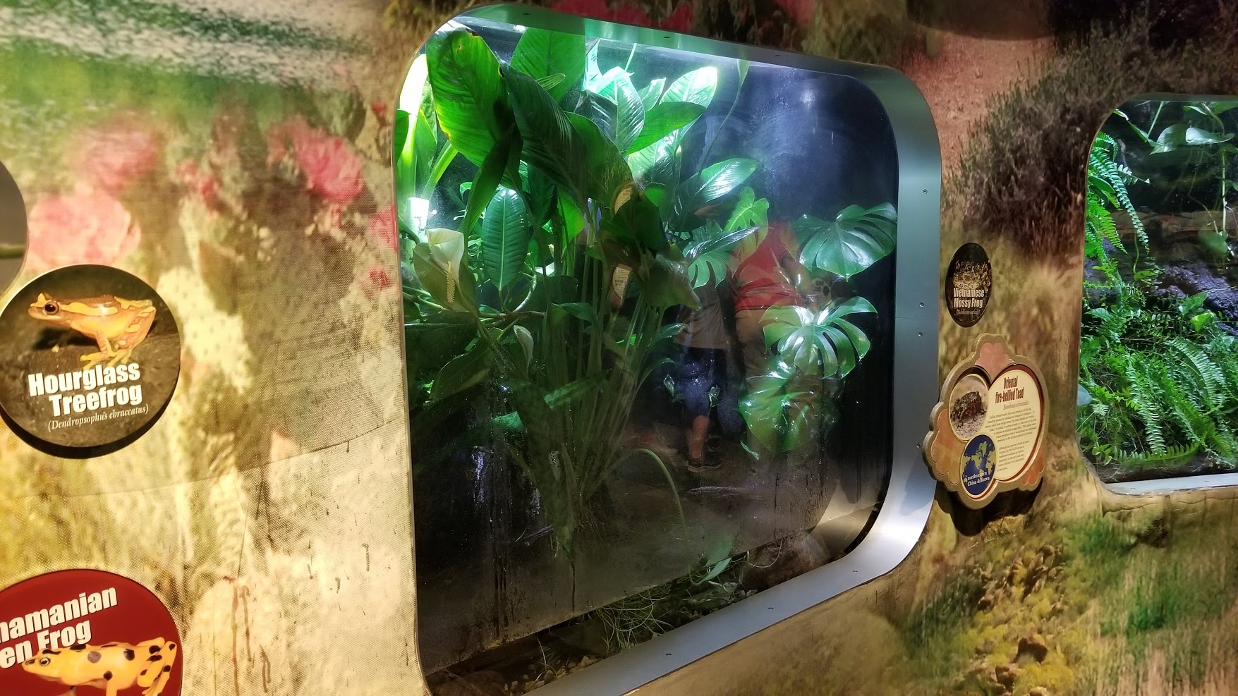 Jun. 2018 - National Amphibian Conservation Center - Lemur Tree Frog + Hourglass Tree Frog + Panamanian Golden Frog Exhibit