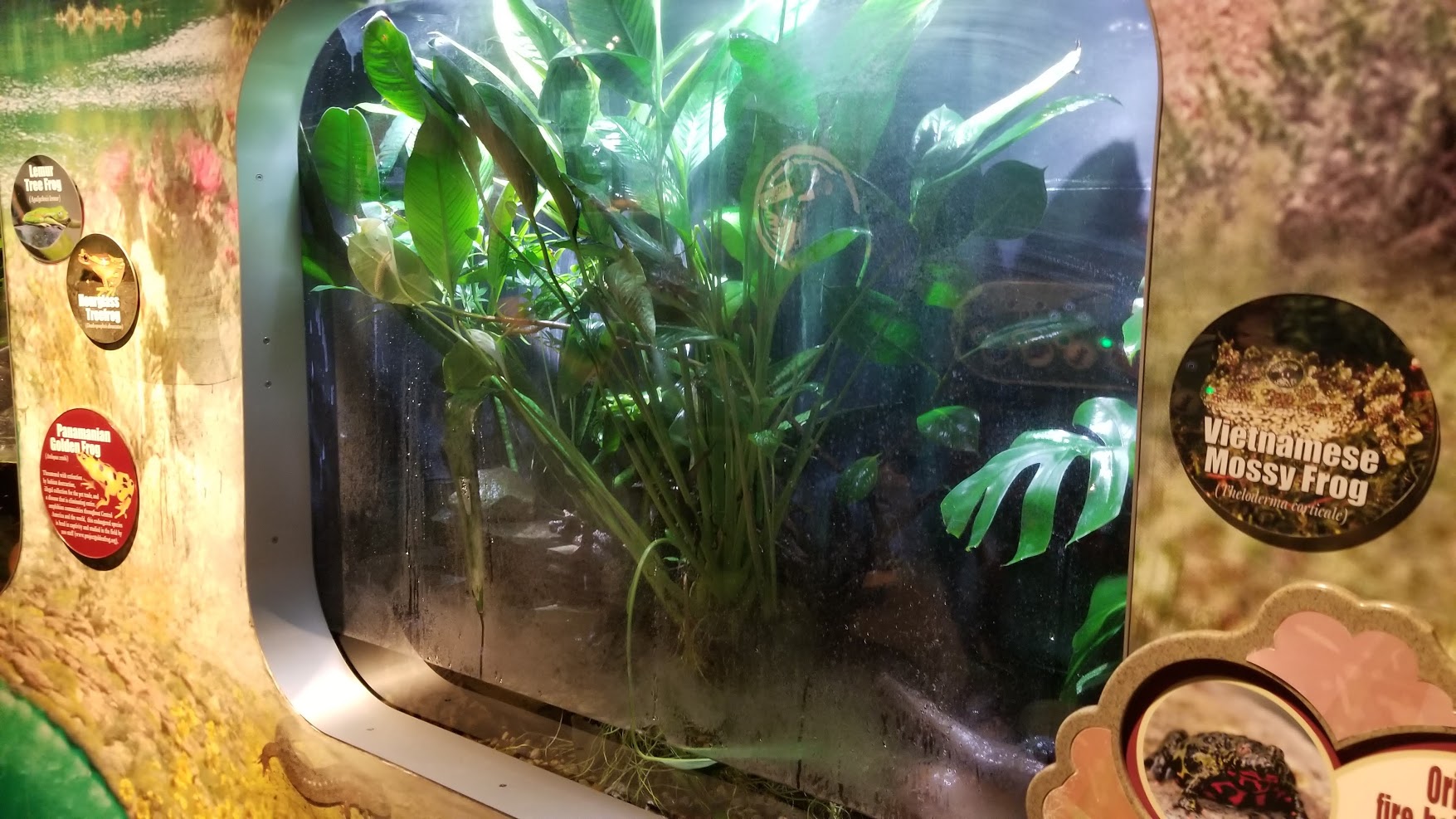 Jun. 2018 - National Amphibian Conservation Center - Mossy Frog + Oriental Fire-bellied Toad Exhibit