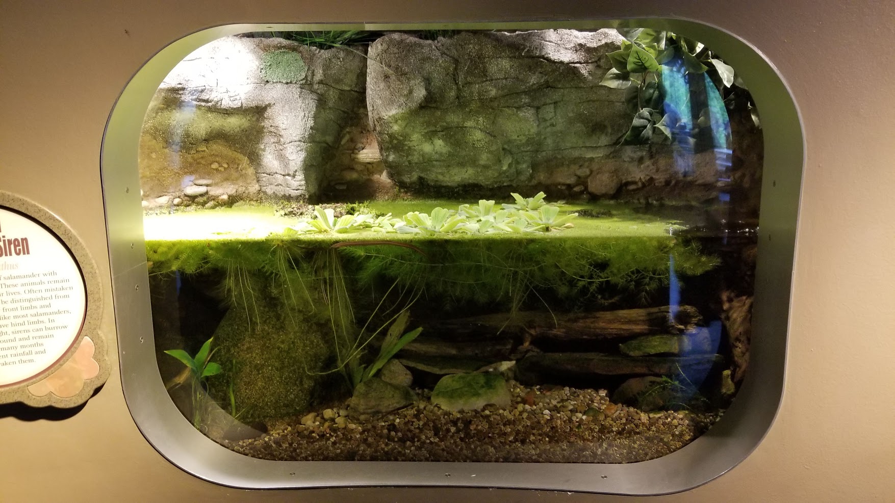 Jun. 2018 - National Amphibian Conservation Center - Narrow-striped Dwarf Siren Exhibit