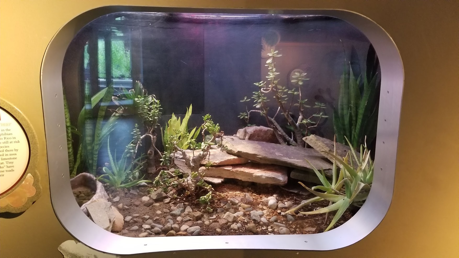 Jun. 2018 - National Amphibian Conservation Center - Puerto Rican Crested Toad Exhibit