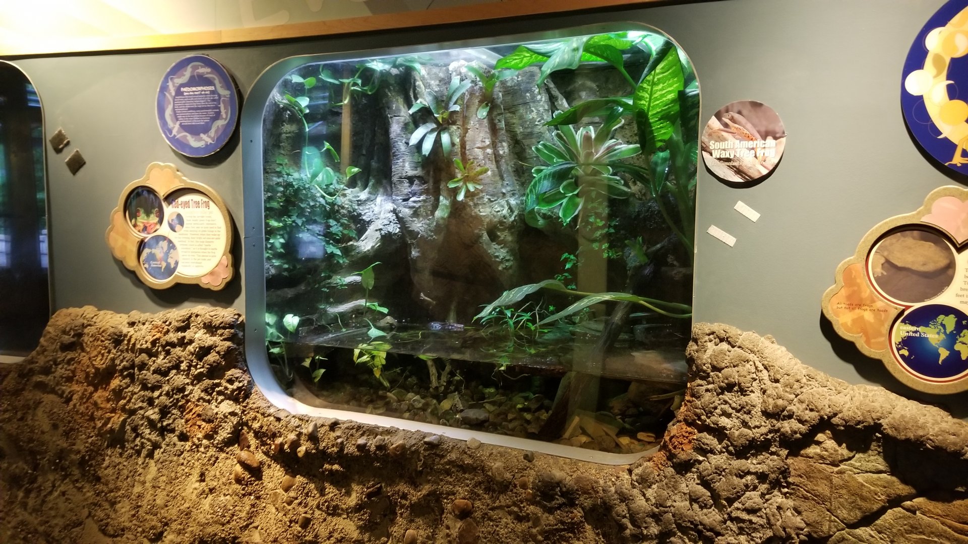 Jun. 2018 - National Amphibian Conservation Center - Red-eyed Tree Frog + South American Waxy Frog Exhibit