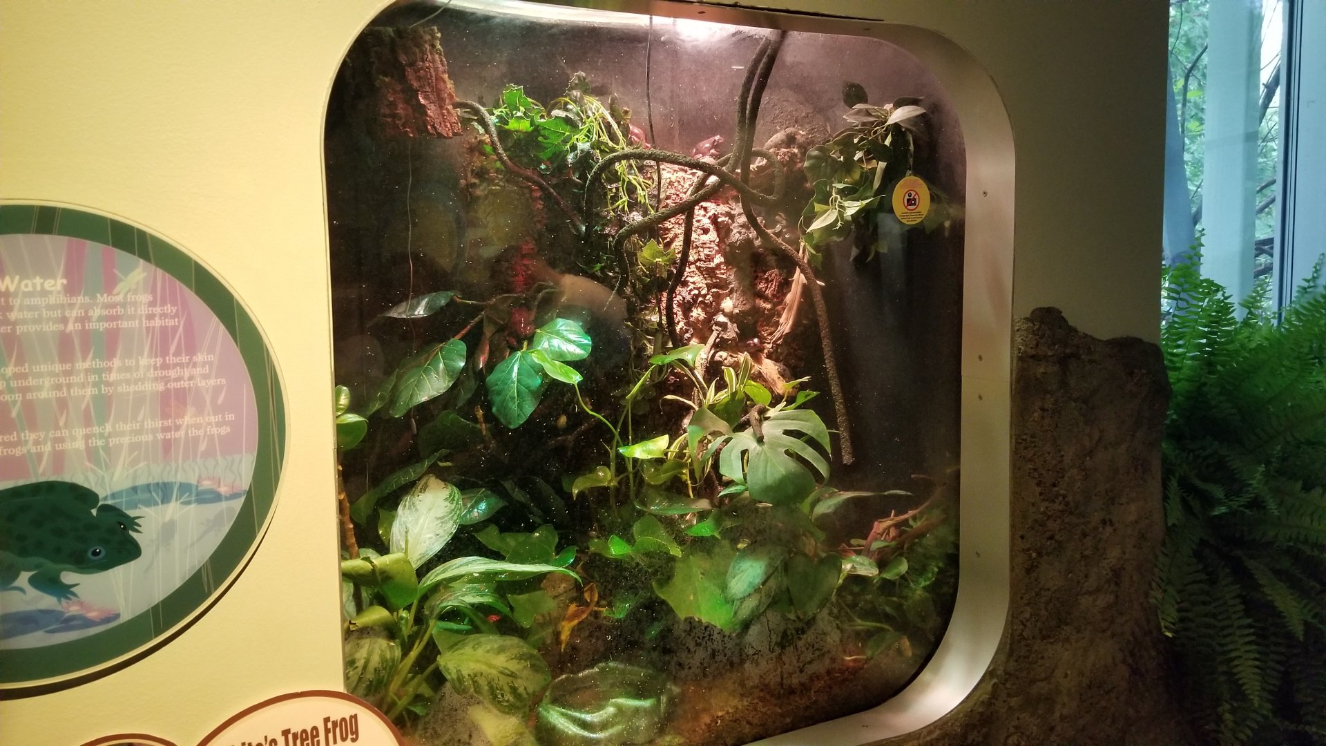 Jun. 2018 - National Amphibian Conservation Center - White's Tree Frog + Asian Painted Frog Exhibit