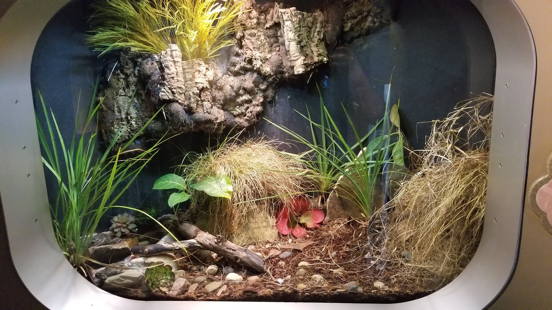 Jun. 2018 - National Amphibian Conservation Center - Wyoming Toad Exhibit