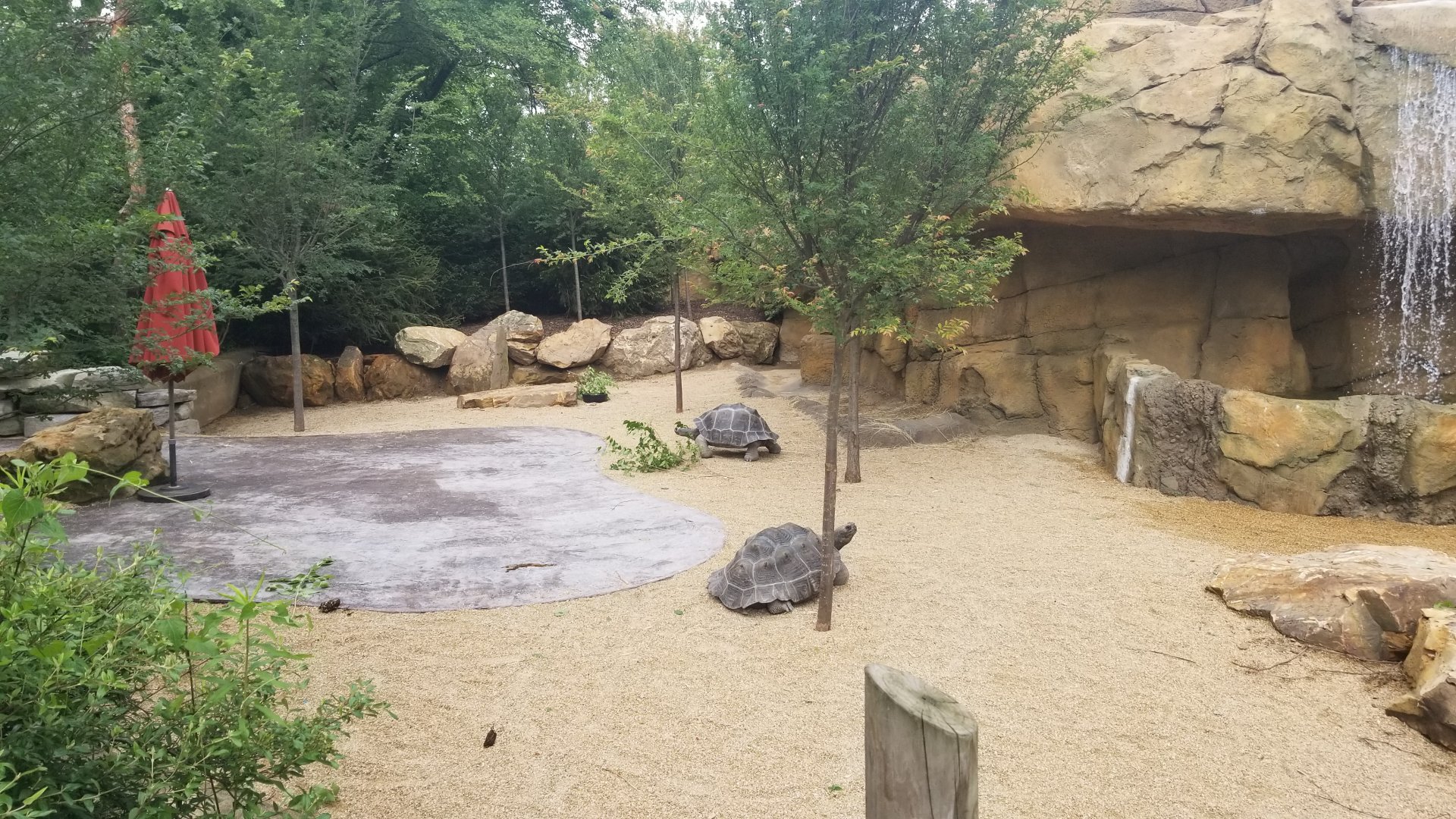 Jun. 2018 - New! Galapagos Tortoise Expansion