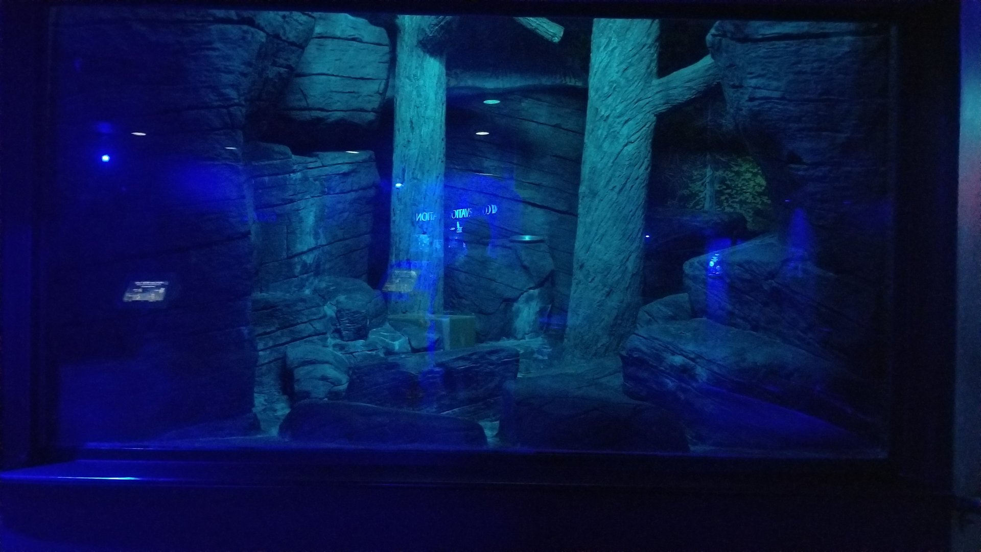 Jun. 2018 - Night Hunters - Ringtail Exhibit