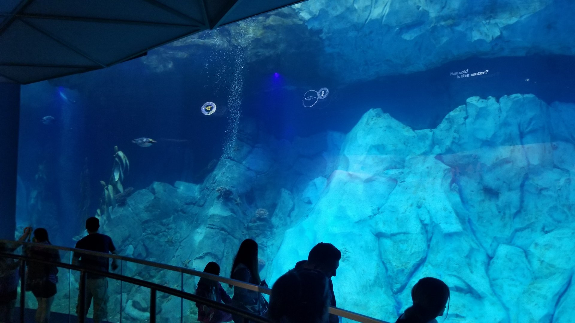 Jun. 2018 - Penguin Conservation Center - Underwater Viewing