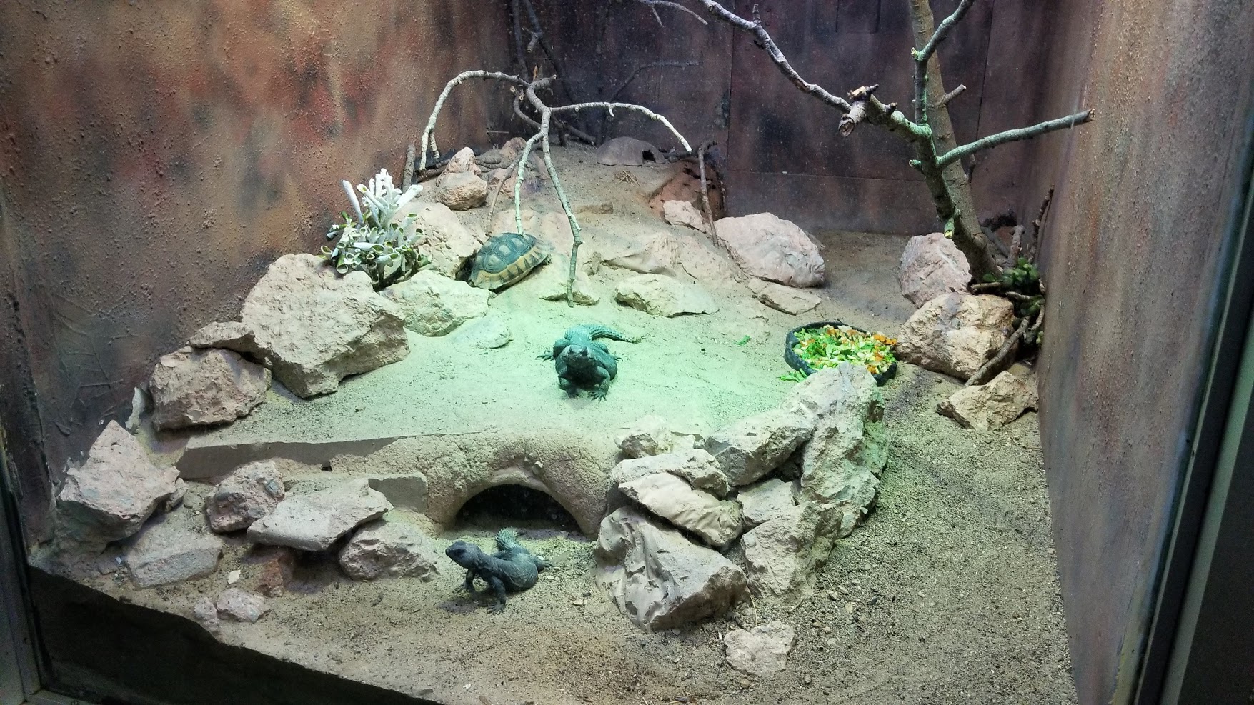 Jun. 2018 - Reptile Conservation Center - Angulated Tortoise + Mastigure Uromastyx Exhibit