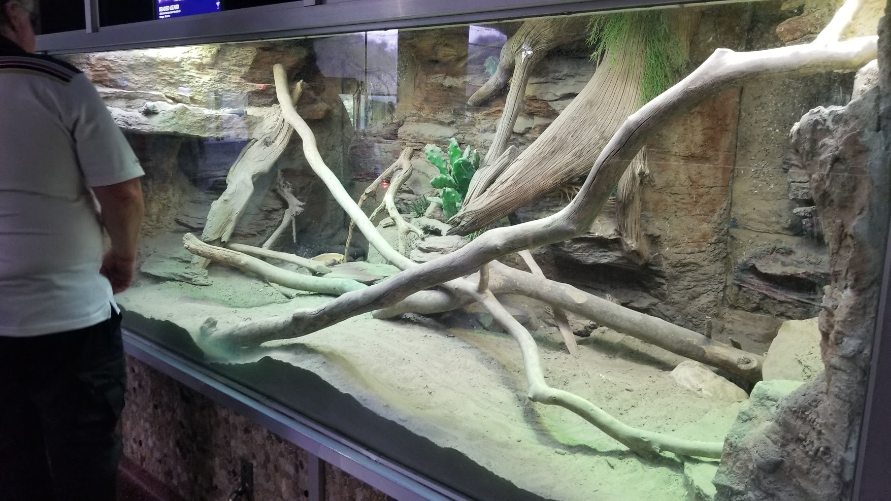 Jun. 2018 - Reptile Conservation Center - Beaded Lizard + Sonoran Black Iguana Exhibit