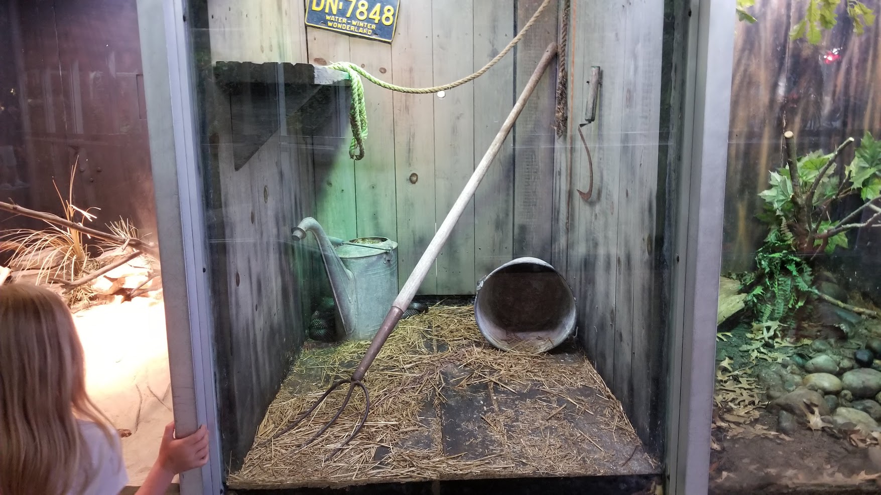 Jun. 2018 - Reptile Conservation Center - Black Rat Snake Exhibit