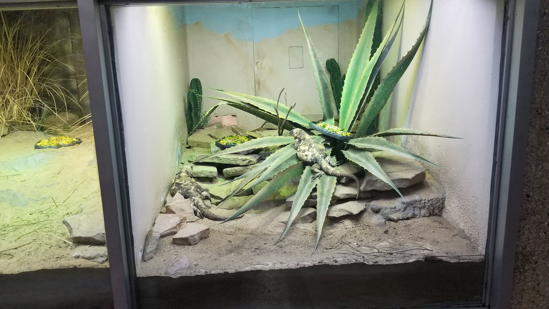 Jun. 2018 - Reptile Conservation Center - Chuckwalla Exhibit