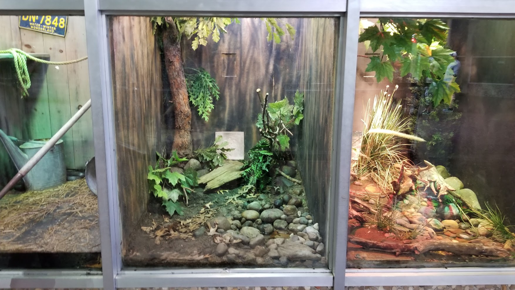 Jun. 2018 - Reptile Conservation Center - Eastern Box Turtle Exhibit