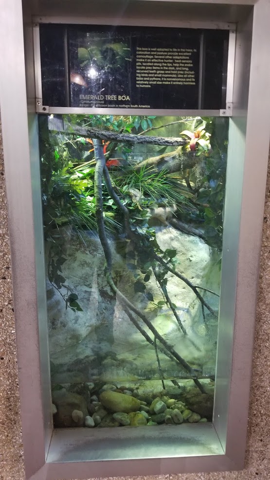 Jun. 2018 - Reptile Conservation Center - Emerald Tree Boa Exhibit