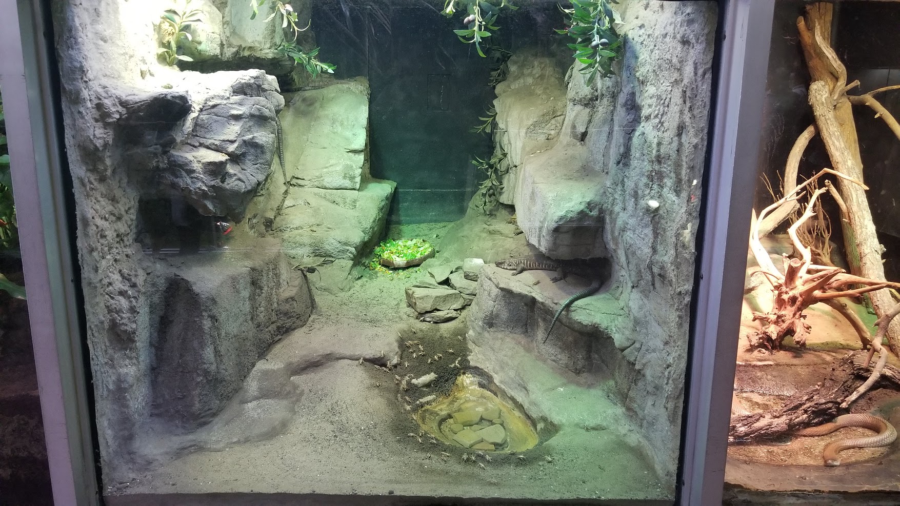 Jun. 2018 - Reptile Conservation Center - Giant Plated Lizard + Pancake Tortoise Exhibit