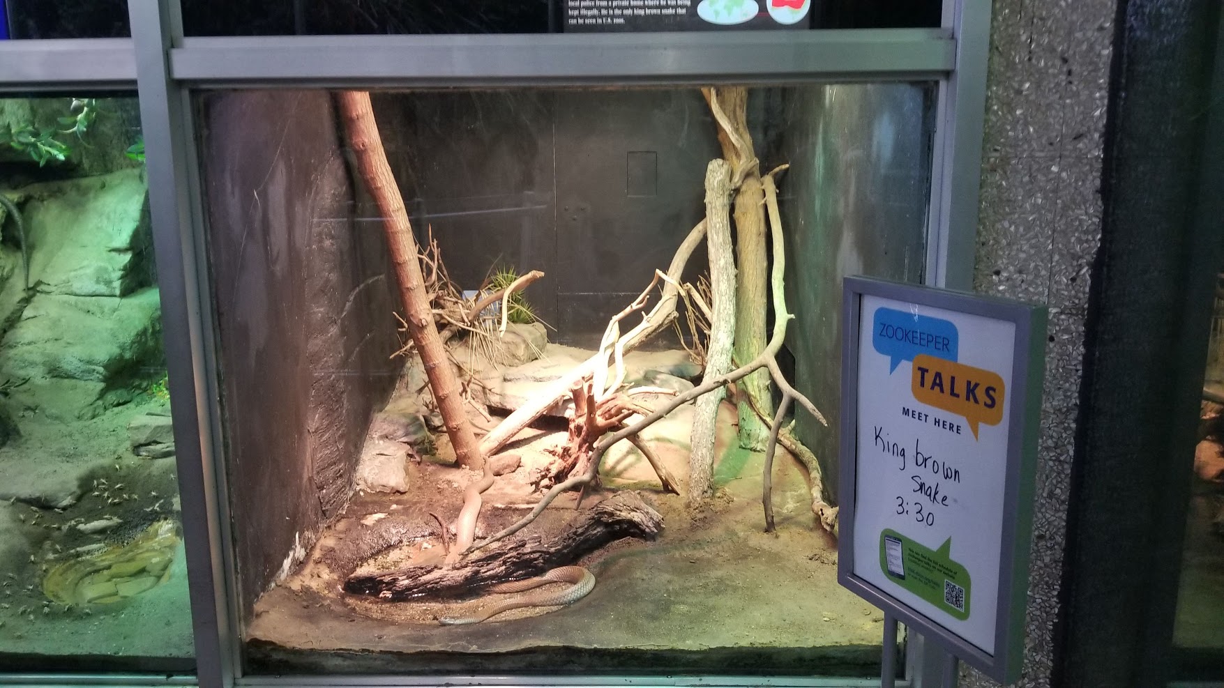 Jun. 2018 - Reptile Conservation Center - King Brown Snake Exhibit