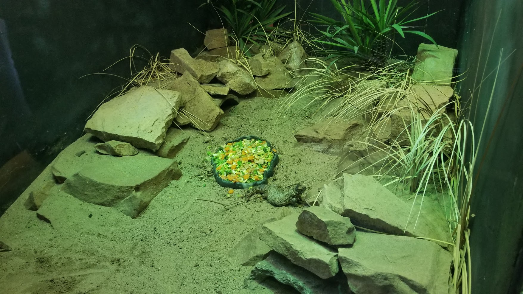 Jun. 2018 - Reptile Conservation Center - Sahara Spiny-tailed Lizard + Egyptian Tortoise Exhibit