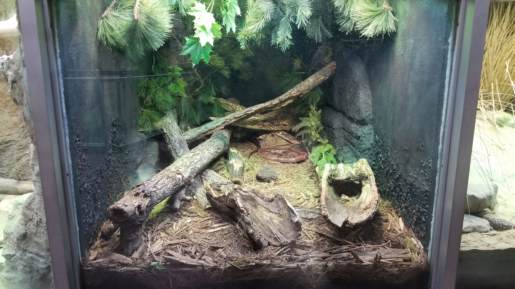 Jun. 2018 - Reptile Conservation Center - Sheltopusik Exhibit