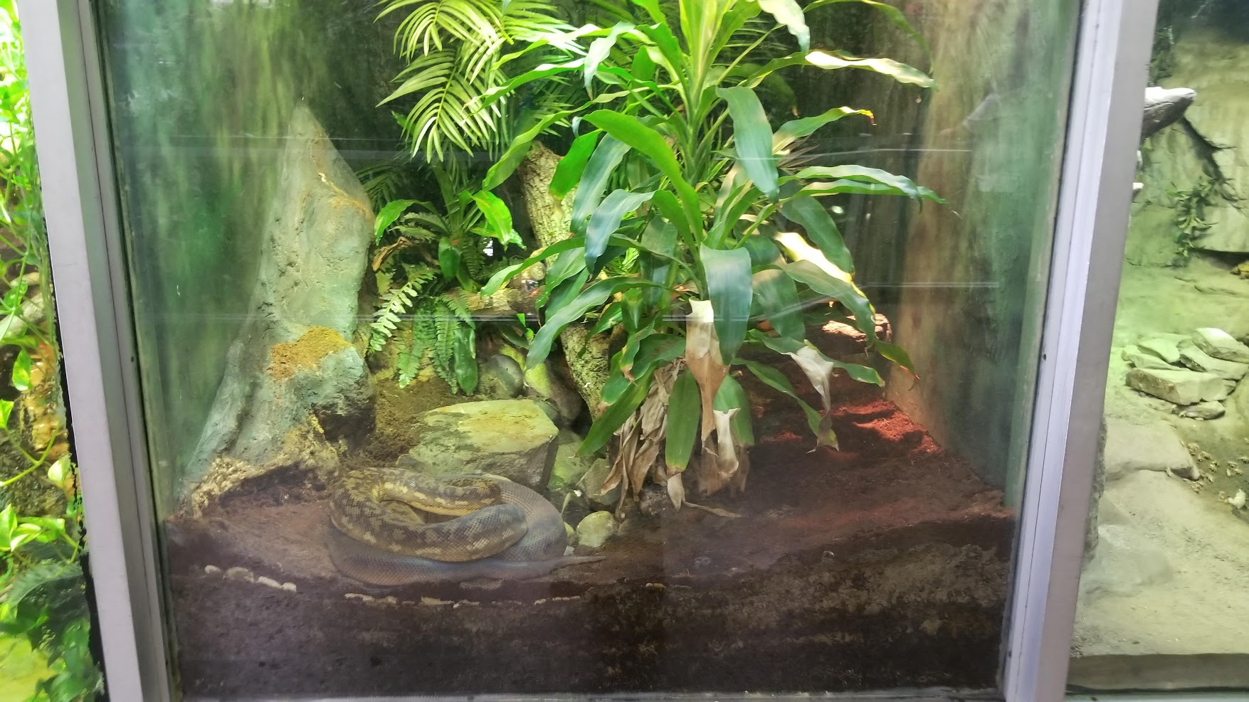 Jun. 2018 - Reptile Conservation Center - Timor Python Exhibit