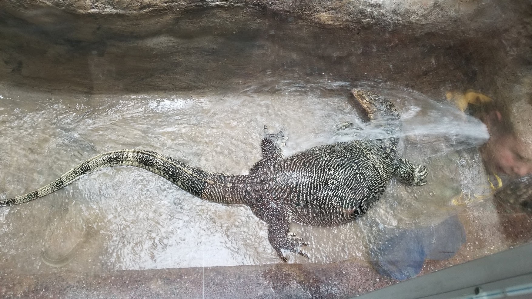 Jun. 2018 - Reptile Conservation Center - Water Monitor