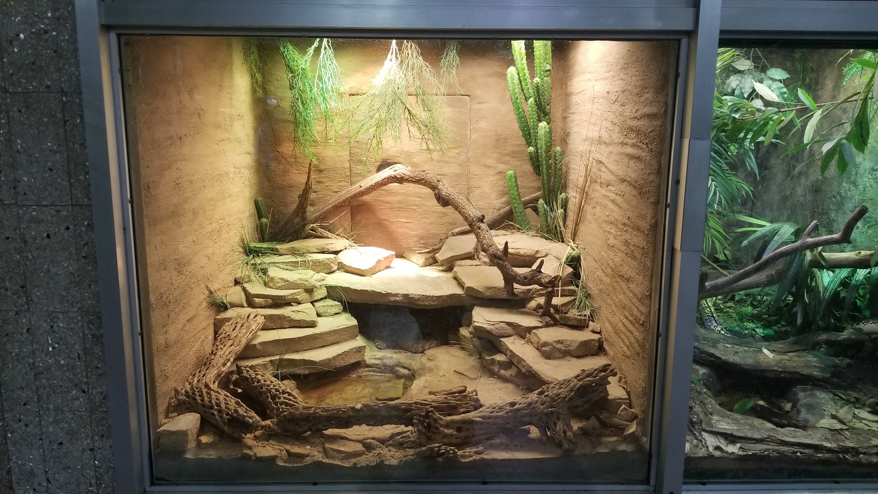 Jun. 2018 - Reptile Conservation Center - Western Diamondback Exhibit