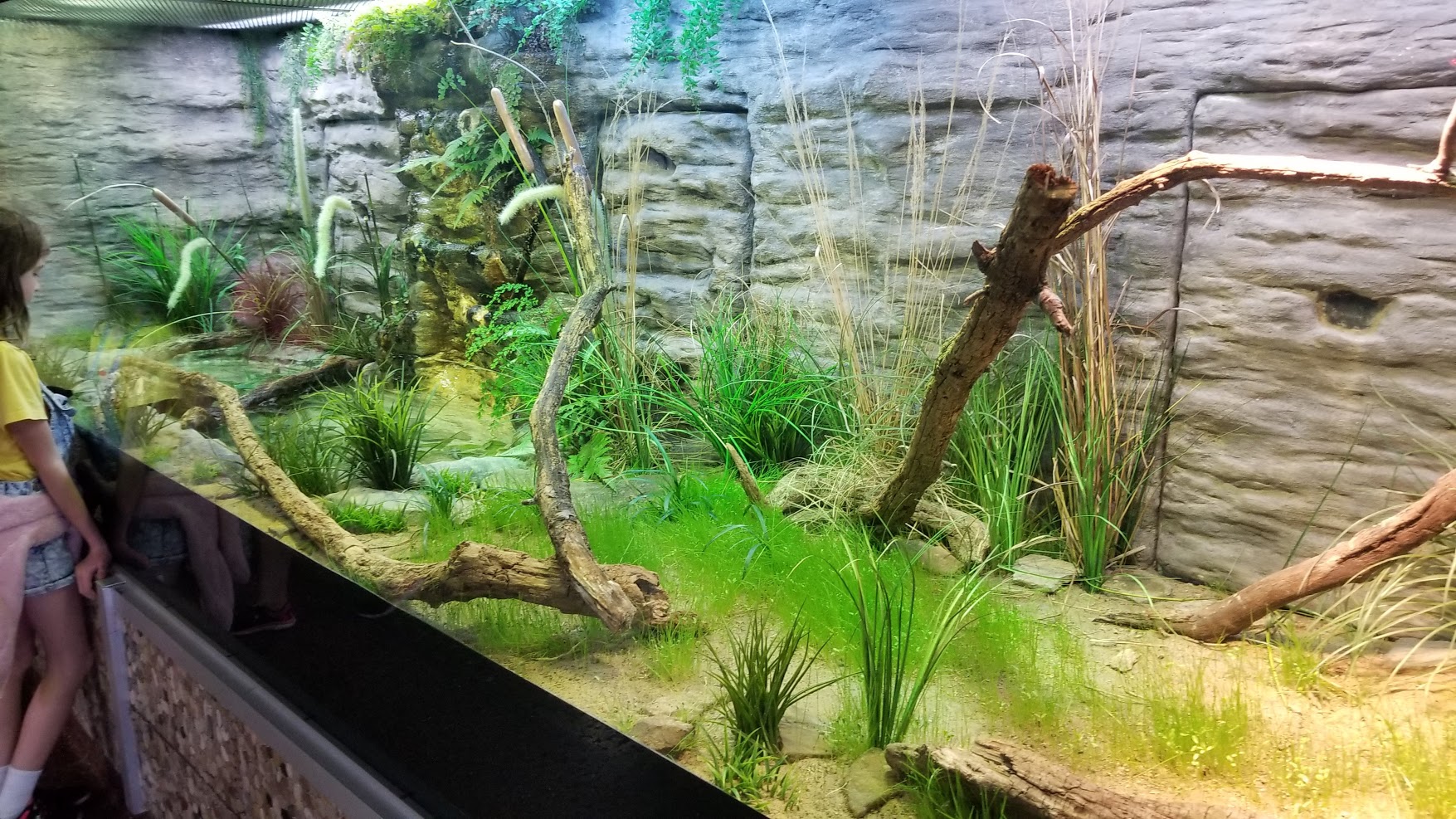 Jun. 2018 - Reptile Conservation Center - Western Pond Turtle Exhibit